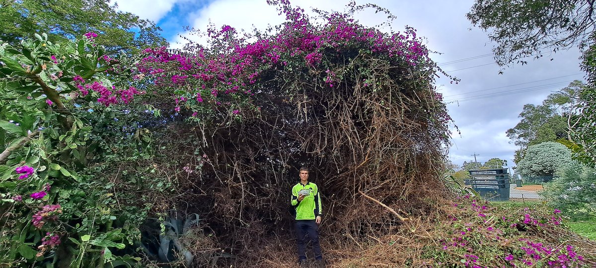 Extreme overgrowth — scope of what PGR handles in a single visit